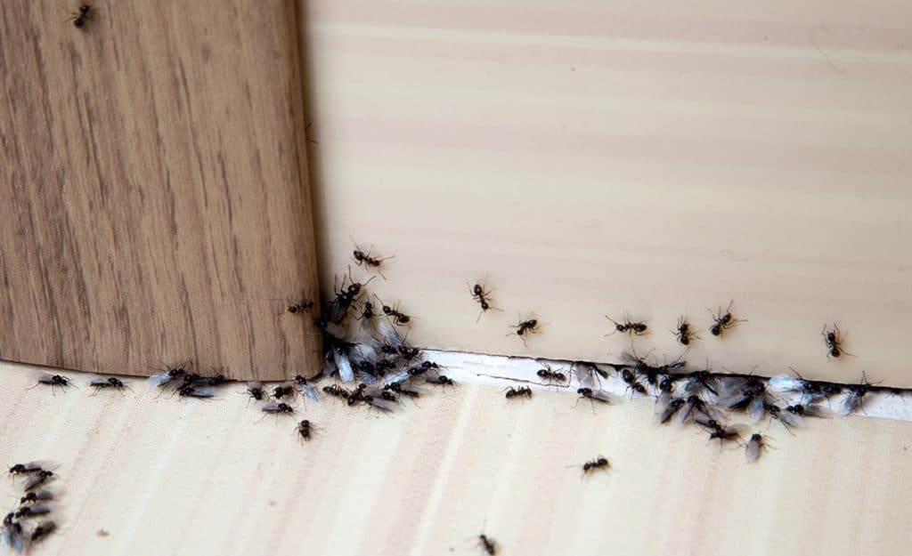 Najčastejší nezvaní domáci miláčikovia – ako s nimi bojovať? - Fullprofi.sk - 02